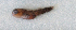  ( - ZMUB Fish_22466)  @11 [ ] CreativeCommons - Attribution Non-Commercial Share-Alike (2016) University of Bergen Natural History Collections