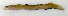  ( - ZMUB Fish_23044)  @11 [ ] CreativeCommons - Attribution Non-Commercial Share-Alike (2016) University of Bergen Natural History Collections