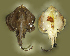  ( - ZMUB Fish_23305)  @11 [ ] CreativeCommons - Attribution Non-Commercial Share-Alike (2016) University of Bergen Natural History Collections