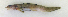  ( - ZMUB Fish_22830)  @11 [ ] CreativeCommons - Attribution Non-Commercial Share-Alike (2016) University of Bergen Natural History Collections