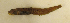  ( - ZMUB Fish_11199)  @11 [ ] CreativeCommons - Attribution Non-Commercial Share-Alike (2016) University of Bergen Natural History Collections