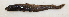  ( - ZMUB Fish_21735)  @11 [ ] CreativeCommons - Attribution Non-Commercial Share-Alike (2016) University of Bergen Natural History Collections