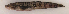  ( - ZMUB Fish_22651A)  @11 [ ] CreativeCommons - Attribution Non-Commercial Share-Alike (2016) University of Bergen Natural History Collections