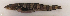  ( - ZMUB Fish_22651B)  @11 [ ] CreativeCommons - Attribution Non-Commercial Share-Alike (2016) University of Bergen Natural History Collections