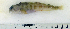  ( - ZMUB Fish_22835)  @14 [ ] CreativeCommons - Attribution Non-Commercial Share-Alike (2015) UoB, Norway University of Bergen, Natural History Collections