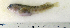  ( - ZMUB Fish_22836)  @14 [ ] CreativeCommons - Attribution Non-Commercial Share-Alike (2015) UoB, Norway University of Bergen, Natural History Collections