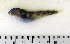 ( - ZMUB Fish_22762)  @12 [ ] CreativeCommons - Attribution Non-Commercial Share-Alike (2015) UoB, Norway University of Bergen, Natural History Collections