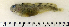  ( - ZMUB Fish_22811)  @13 [ ] CreativeCommons - Attribution Non-Commercial Share-Alike (2015) UoB, Norway University of Bergen, Natural History Collections