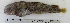  ( - ZMUB Fish_22821)  @13 [ ] CreativeCommons - Attribution Non-Commercial Share-Alike (2015) UoB, Norway University of Bergen, Natural History Collections