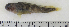  ( - ZMUB Fish_22833)  @13 [ ] CreativeCommons - Attribution Non-Commercial Share-Alike (2015) UoB, Norway University of Bergen, Natural History Collections