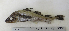 ( - ZMUB Fish_22824)  @11 [ ] CreativeCommons - Attribution Non-Commercial Share-Alike (2015) UoB, Norway University of Bergen, Natural History Collections