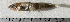  ( - ZMUB Fish_22845)  @11 [ ] CreativeCommons - Attribution Non-Commercial Share-Alike (2015) UoB, Norway University of Bergen, Natural History Collections