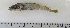  ( - ZMUB Fish_22849)  @11 [ ] CreativeCommons - Attribution Non-Commercial Share-Alike (2015) UoB, Norway University of Bergen, Natural History Collections