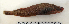  ( - ZMUB Fish_22790)  @11 [ ] CreativeCommons - Attribution Non-Commercial Share-Alike (2015) UoB, Norway University of Bergen, Natural History Collections