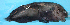  ( - ZMUB Fish_19749)  @12 [ ] CreativeCommons - Attribution Non-Commercial Share-Alike (2015) UoB, Norway University of Bergen, Natural History Collections