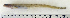  ( - ZMUB Fish_22733)  @14 [ ] CreativeCommons - Attribution Non-Commercial Share-Alike (2015) UoB, Norway University of Bergen, Natural History Collections