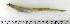  ( - ZMUB Fish_22734)  @14 [ ] CreativeCommons - Attribution Non-Commercial Share-Alike (2015) UoB, Norway University of Bergen, Natural History Collections