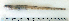  ( - ZMUB Fish_22810)  @14 [ ] CreativeCommons - Attribution Non-Commercial Share-Alike (2015) UoB, Norway University of Bergen, Natural History Collections