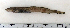  ( - ZMUB Fish_22737)  @14 [ ] CreativeCommons - Attribution Non-Commercial Share-Alike (2015) UoB, Norway University of Bergen, Natural History Collections
