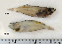  ( - ZMUB Fish_22741)  @12 [ ] CreativeCommons - Attribution Non-Commercial Share-Alike (2015) UoB, Norway University of Bergen, Natural History Collections
