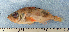  (Sebastes mentella - ZMUB Fish_22782)  @12 [ ] CreativeCommons - Attribution Non-Commercial Share-Alike (2015) UoB, Norway University of Bergen, Natural History Collections