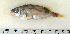  ( - ZMUB Fish_22832)  @11 [ ] CreativeCommons - Attribution Non-Commercial Share-Alike (2015) UoB, Norway University of Bergen, Natural History Collections