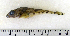  ( - ZMUB Fish_22764)  @12 [ ] CreativeCommons - Attribution Non-Commercial Share-Alike (2015) UoB, Norway University of Bergen, Natural History Collections