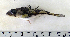  ( - ZMUB Fish_22837)  @11 [ ] CreativeCommons - Attribution Non-Commercial Share-Alike (2015) UoB, Norway University of Bergen, Natural History Collections