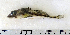  ( - ZMUB Fish_22838)  @11 [ ] CreativeCommons - Attribution Non-Commercial Share-Alike (2015) UoB, Norway University of Bergen, Natural History Collections