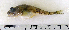  ( - ZMUB Fish_22839)  @11 [ ] CreativeCommons - Attribution Non-Commercial Share-Alike (2015) UoB, Norway University of Bergen, Natural History Collections