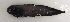  ( - ZMUB Fish_23170)  @11 [ ] CreativeCommons - Attribution Non-Commercial Share-Alike (2016) University of Bergen Natural History Collections
