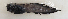  ( - ZMUB Fish_23227)  @11 [ ] CreativeCommons - Attribution Non-Commercial Share-Alike (2016) University of Bergen Natural History Collections