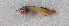  ( - ZMUB Fish_22419)  @11 [ ] CreativeCommons - Attribution Non-Commercial Share-Alike (2016) University of Bergen Natural History Collections