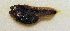  ( - ZMUB Fish_22594A)  @11 [ ] CreativeCommons - Attribution Non-Commercial Share-Alike (2017) University of Bergen Natural History Collections