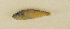  ( - ZMUB Fish_23602B)  @11 [ ] CreativeCommons - Attribution Non-Commercial Share-Alike (2017) University of Bergen Natural History Collections