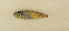  ( - ZMUB Fish_23602C)  @11 [ ] CreativeCommons - Attribution Non-Commercial Share-Alike (2017) University of Bergen Natural History Collections