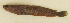 ( - ZMUB Fish_23694)  @11 [ ] CreativeCommons - Attribution Non-Commercial Share-Alike (2017) University of Bergen Natural History Collections