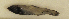  ( - ZMUB Fish_23704)  @11 [ ] CreativeCommons - Attribution Non-Commercial Share-Alike (2017) University of Bergen Natural History Collections