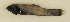  ( - ZMUB Fish_23705)  @11 [ ] CreativeCommons - Attribution Non-Commercial Share-Alike (2017) University of Bergen Natural History Collections