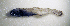  ( - ZMUB Fish_23706)  @11 [ ] CreativeCommons - Attribution Non-Commercial Share-Alike (2017) University of Bergen Natural History Collections