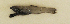  ( - ZMUB Fish_23707)  @11 [ ] CreativeCommons - Attribution Non-Commercial Share-Alike (2017) University of Bergen Natural History Collections