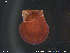  ( - NTNU-VM-64685)  @11 [ ] CreativeCommons - Attribution Non-Commercial Share-Alike (2018) NTNU University Museum, Department of Natural History NTNU University Museum, Department of Natural History