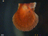  ( - NTNU-VM-68464)  @11 [ ] Creative Commons  Attribution Non-Commercial Share-Alike (2019) NTNU University Museum, Department of Natural History NTNU University Museum, Department of Natural History