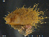  ( - NTNU-VM-70484)  @11 [ ] CreativeCommons - Attribution Non-Commercial Share-Alike (2018) NTNU University Museum, Department of Natural History NTNU University Museum, Department of Natural History