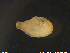  ( - NTNU-VM-70539)  @11 [ ] CreativeCommons - Attribution Non-Commercial Share-Alike (2018) NTNU University Museum, Department of Natural History NTNU University Museum, Department of Natural History