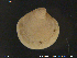  ( - NTNU-VM-71163)  @11 [ ] CreativeCommons - Attribution Non-Commercial Share-Alike (2018) NTNU University Museum, Department of Natural History NTNU University Museum, Department of Natural History