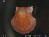  ( - NTNU-VM-71824)  @11 [ ] CreativeCommons - Attribution Non-Commercial Share-Alike (2018) NTNU University Museum, Department of Natural History NTNU University Museum, Department of Natural History