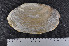  ( - NTNU-VM-73874)  @11 [ ] Creative Commons  Attribution Non-Commercial Share-Alike (2019) NTNU University Museum, Department of Natural History NTNU University Museum, Department of Natural History