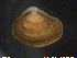  ( - CoGi02)  @11 [ ] CreativeCommons - Attribution Non-Commercial Share-Alike (2018) NTNU University Museum, Department of Natural History NTNU University Museum, Department of Natural History