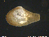  ( - CuOb01)  @11 [ ] CreativeCommons - Attribution Non-Commercial Share-Alike (2018) NTNU University Museum, Department of Natural History NTNU University Museum, Department of Natural History
